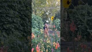 Mini September Garden Tour #backyardhomestead #backyardgardening #homegrown #gardening #growyourown