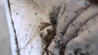 This Home Is Infested With Thousands Of Bed Bugs