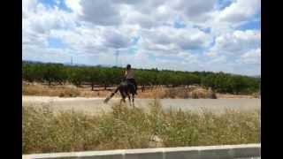 A galope tendido / At full Gallop with the horse