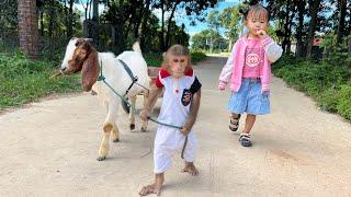 Oh unbelievable Cutis takes goat to pick up Yen Nhi from school