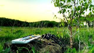 Birch Tree Playing a Keyboard
