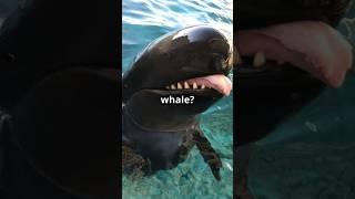 It’s Not a Whale?!  The Truth About the False Killer Whale