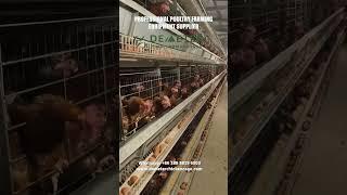Automatic Layer Chicken Cage System for Livestock Poultry Farming for Kinsasha Congo