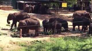 Udawalawe Elephant Transit Home