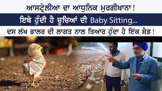 ਆਸਟ੍ਰੇਲੀਆ ਵਿੱਚ ਮੁਰਗੀਖਾਨਾ ~ Poultry Farm in Australia  ~Pendu Australia Episode 172 ~ Mintu Brar