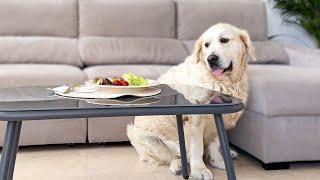 Golden Retriever Finds a Juicy Steak Left Alone