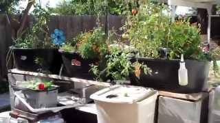 Backyard Aquaponics - StogieFarts System Update