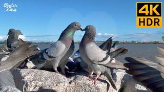 Cat TV for Cats to Watch  Pigeons in love. Party of blackbirds, ducks  8 Hours(4K HDR)