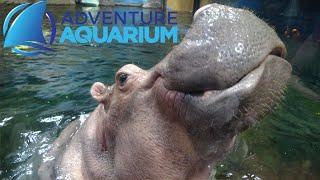 Adventure Aquarium (Camden, NJ) Tour & Review with The Legend