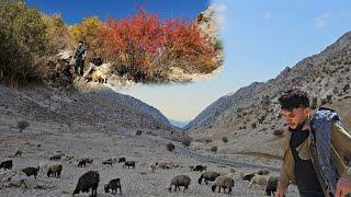 "IRAN Nomads"Secrets of shepherding in the protected mountains Colorful autumn with Nazem and sheep