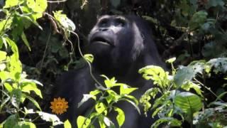 Eastern Lowland Gorillas