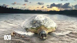 The turtles of Cocos-Keeling Islands are dying. What’s going on? | ABC Australia