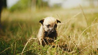 Im Land der Streuner! - Eine Dokumentation für den Tierschutz