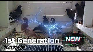 Building The Family : Smokes Loft 1st Generation Roller Pigeons