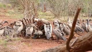 White-backed Vultures (Gyps africanus) on giraffe carcass ...