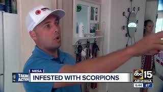 Pest expert helps Mesa woman whose apartment complex is infested with scorpions