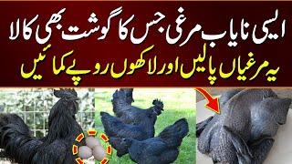 Most expensive full black chicken | ayam cemani unique breed | ayam cemani price in Pakistan