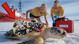 Rescue team saves injured sea turtle covered in millions of barnacles.