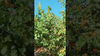 #fruit#farming#beautiful#amzing#shortsvideo#viral#sporrt#mychannel#agrivologs