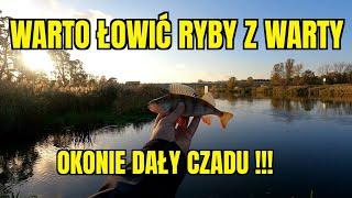 ŁOWIENIE NA SPINNIMG NAD RZEKĄ WARTĄ i SPOTKANIE z KRZYSKIEM Z KANAŁU CATCH&RELAX