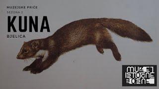 Kuna bjelica (eng. White breasted marten / lat. Martes foina)