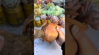 Beginner's Succulent Care: How to Repot Succulent Plants