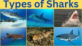 Types of Sharks | Learn Different types of sharks