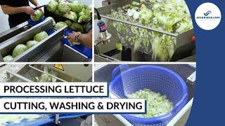 Lettuce Processing Line | Cutting, Washing & Drying Salad | Vegetable Processing Machinery