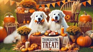 Pyro & Neese's First Thanksgiving Day Treat! 