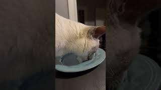 Lilly the cat licks plate clean