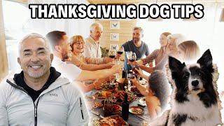 THE BEST THANKSGIVING TIPS FOR YOUR DOG AROUND FOOD AND PEOPLE | DOG TIPS #8