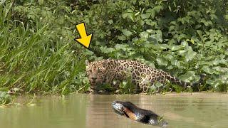 SUCURI is killed mercilessly by a jaguar | see what happens