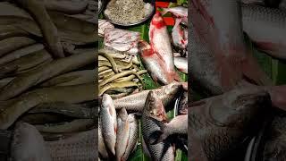 Huge Fish Collection #shorts #fish