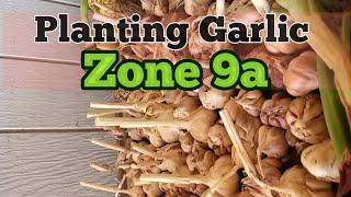 When to plant Garlic in Zone 9a  #gardening #homestead