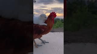 dog and rooster