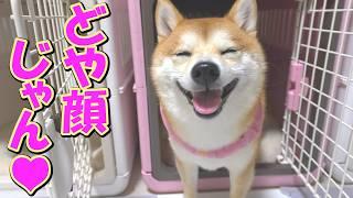 A Shiba Inu smiles and praises his mother as she gets rid of insects that are dangerous to dogs.