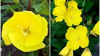 庭园花卉－月见草 Evening Primrose firecracker/ big fruit