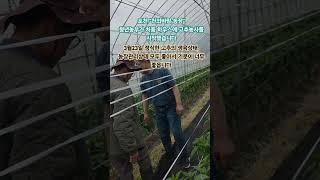 하우스에 처음으로 고추심은 청년농부 "천의바람"농장에서 #유기농고추