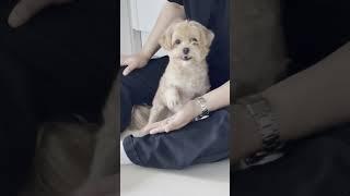 똑똑한 말티푸 심바의 장기자랑~ㅋㅋ #cute #dog #puppy