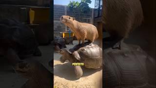 EL Animal MAS SOCIABLE Y PACÍFICO DEL MUNDO #carpincho #capybara #shorts #animales