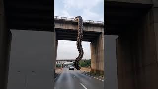 Big snake on bridge drivers shocked #youtubeshorts #shorts #youtube