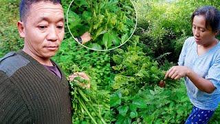 Finding fiddlehead fern vegetable in the jungle @bhumivillagevlogs