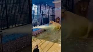 https://youtube.com/shorts/rjIoJQKvuMs?si=iOKJIjAG9mON1mjS