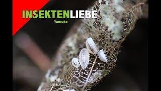  Weiße Asseln züchten | Trichorhina tomentosa