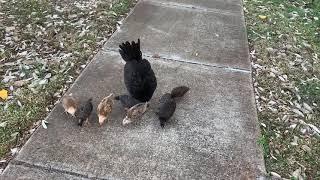 Let’s Count The Wild Chickens | Chickens & Ducks in Hawaii | 06.09.2021