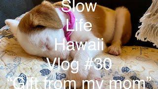 Slow life Hawaii Vlog #30 “Gift from my mom” A new puppy joined our family! 仔犬がやって来た！