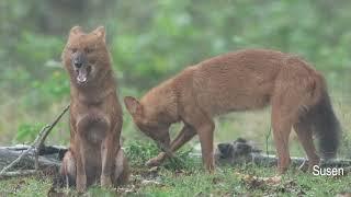 Dhole | Wild Dog | Documentary | 4K | Sony FX6