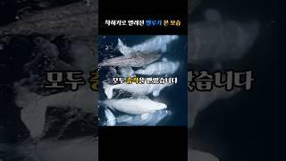 착하기로 알려진 벨루가 본 모습 ㄷㄷ