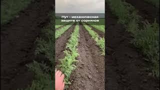 Нут - механическая защита от сорняков