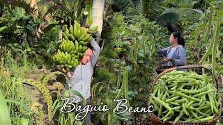 Harvesting Latundan Banana & Baguio Beans cooking healthy delicious meal for the family